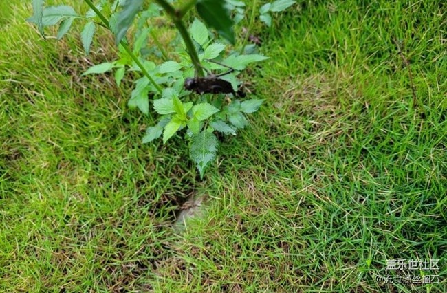 【記錄每一幀】草坪