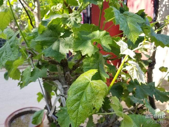 【記錄每一幀】+葡萄