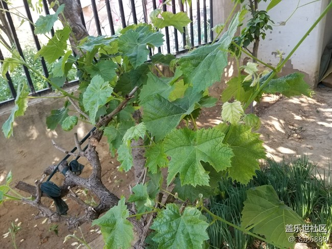 【記錄每一幀】+葡萄