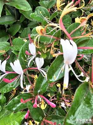 【春深夏淺】+美麗夏天