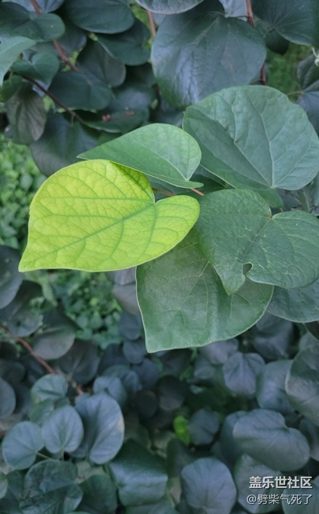 【記錄每一幀】綠色