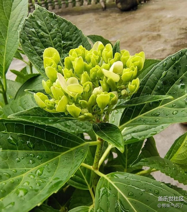 【捕捉初夏之美】繡球花