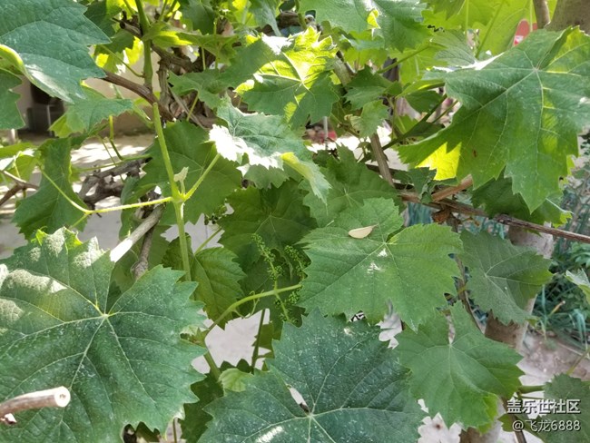 【記錄每一幀】+葡萄