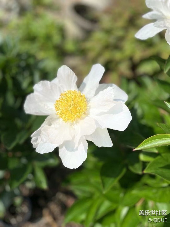 【輕夏趣生活】芍藥花