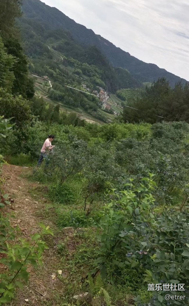 【去有風(fēng)的地方】摘藍(lán)莓