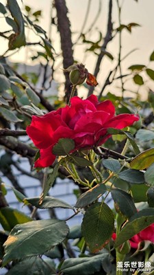 【春深夏淺】+雨后初晴，花園看花