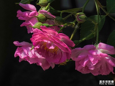 galaxyS23Ultra 五月薔薇