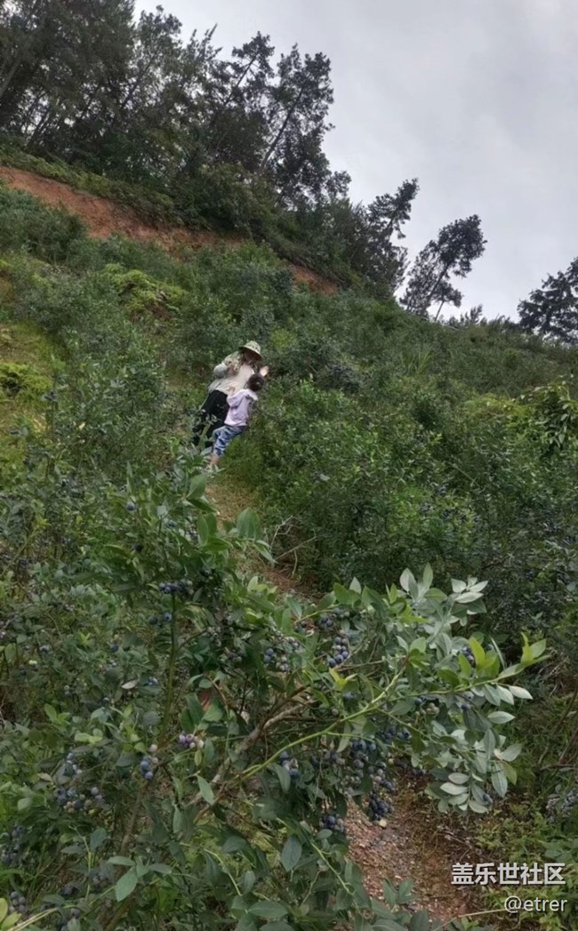 【去有風(fēng)的地方】摘藍(lán)莓