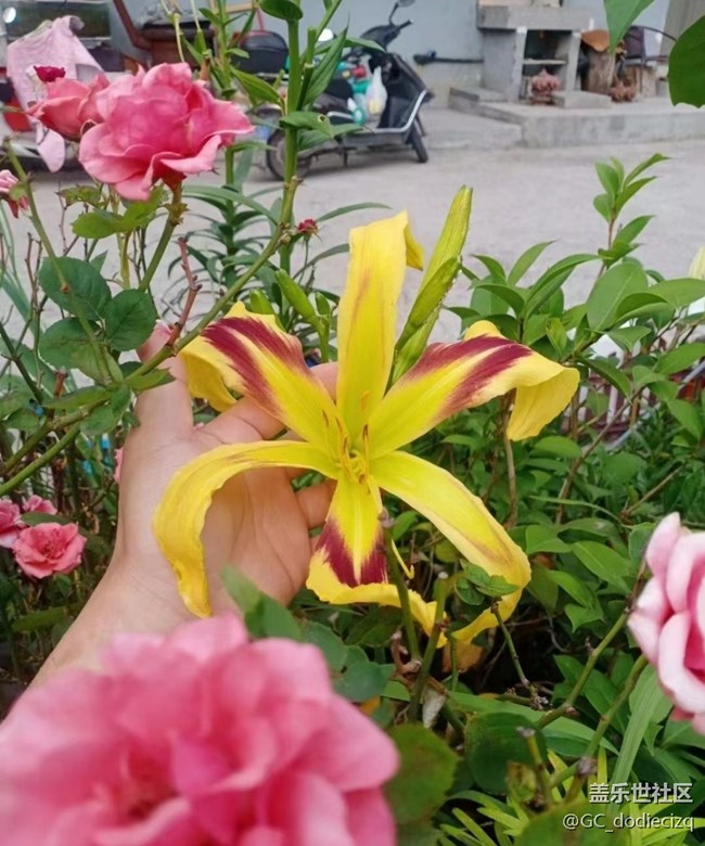 【去有風的地方】花又開