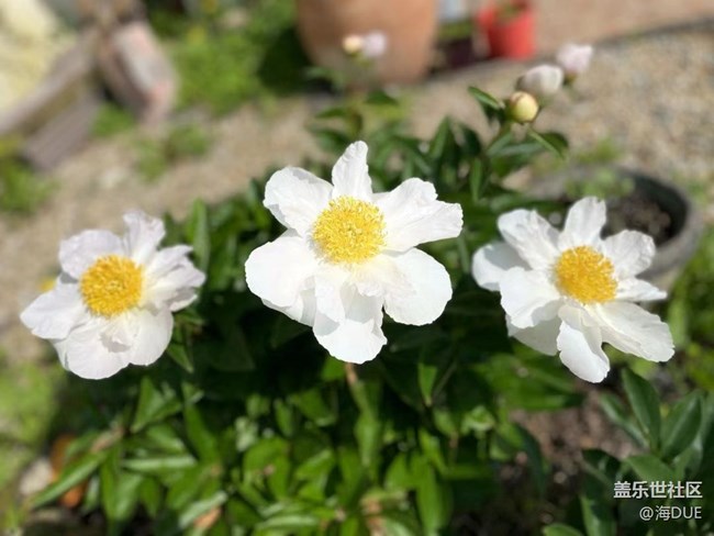 【輕夏趣生活】芍藥花