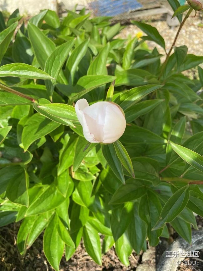 【輕夏趣生活】芍藥花