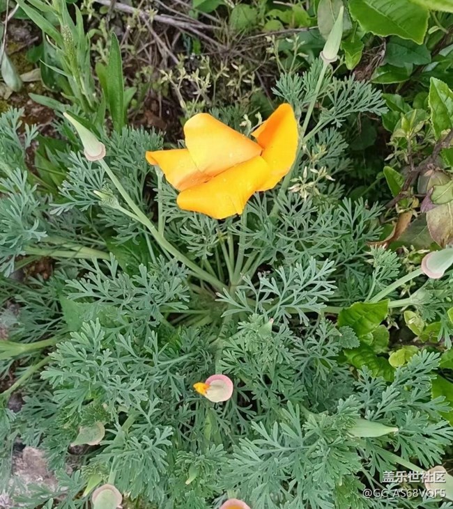 【去有風的地方】鳳凰展翅