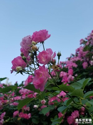 【春深夏淺】初夏花草