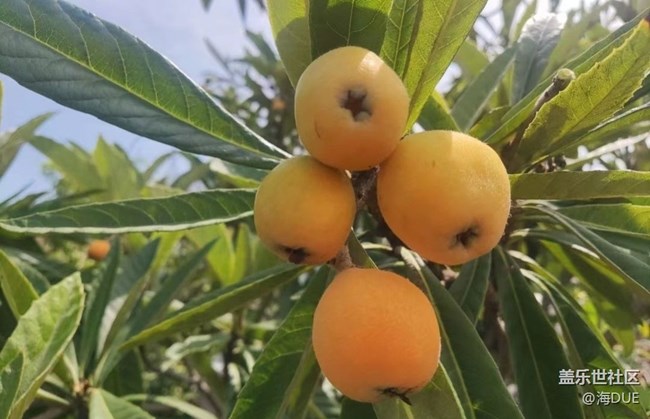 【記錄每一幀】果園