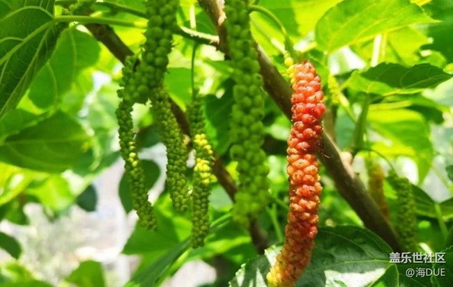 【記錄每一幀】果園