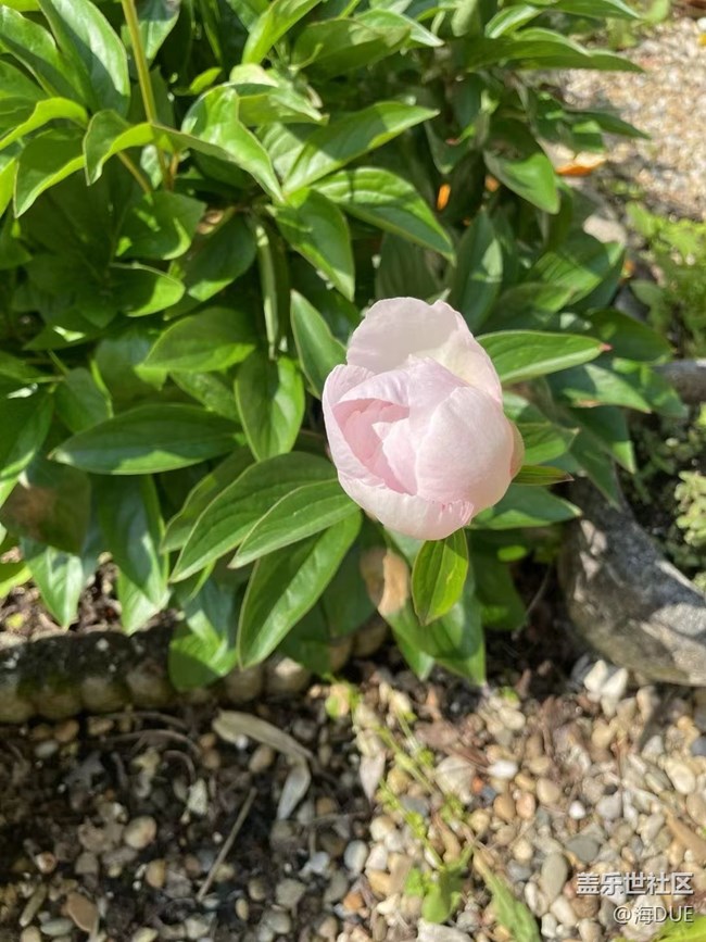 【輕夏趣生活】芍藥花