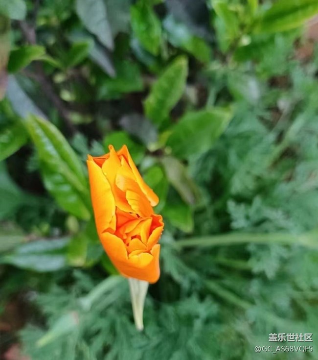 【去有風的地方】鳳凰展翅