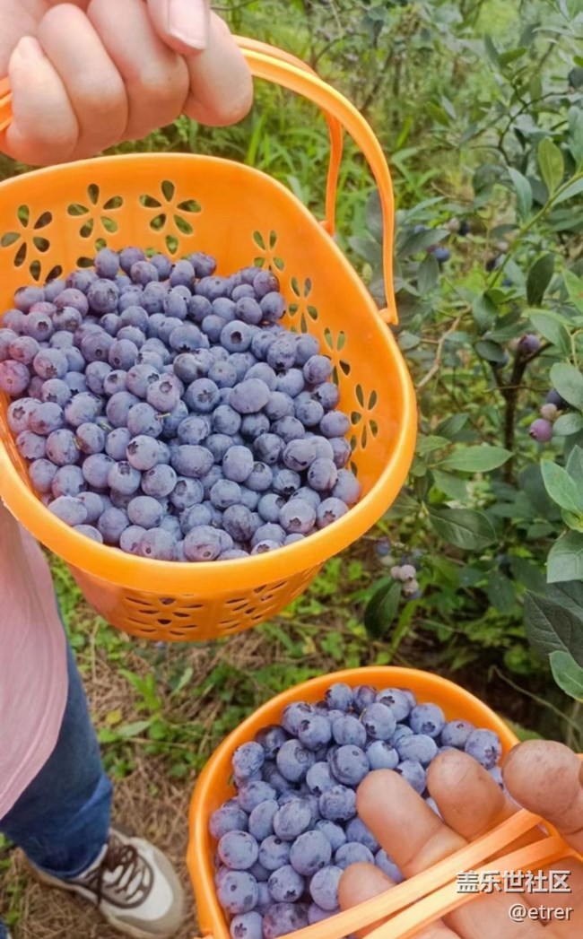 【去有風(fēng)的地方】摘藍(lán)莓