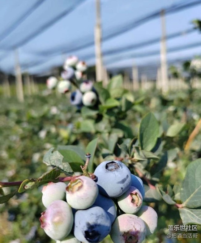 【記錄每一幀】采摘