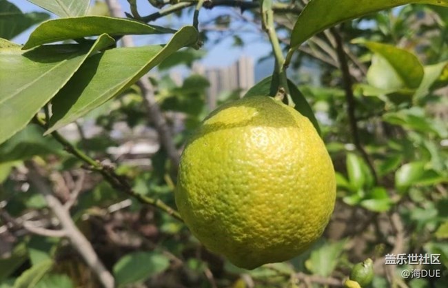 【記錄每一幀】果園