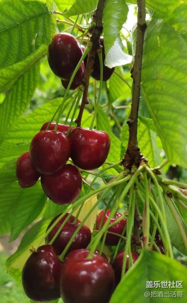 【記錄每一幀】采摘