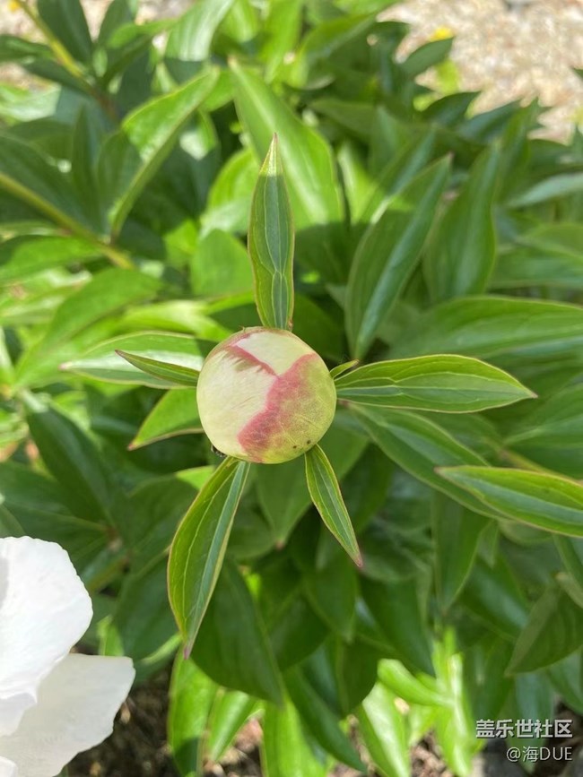 【輕夏趣生活】芍藥花