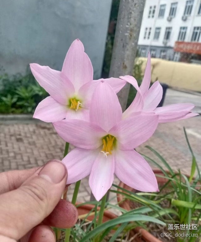 【去有風的地方】花又開