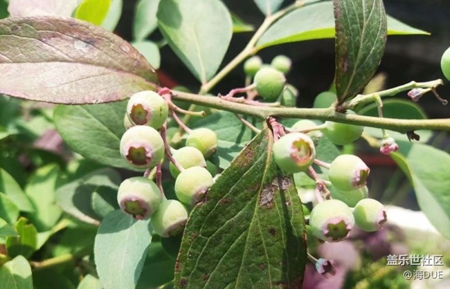 【記錄每一幀】果園