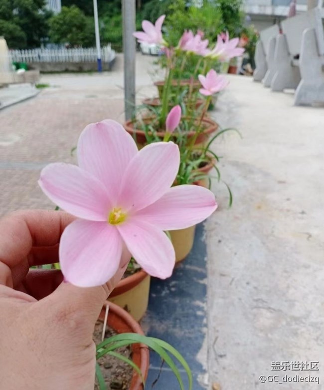 【去有風的地方】花又開