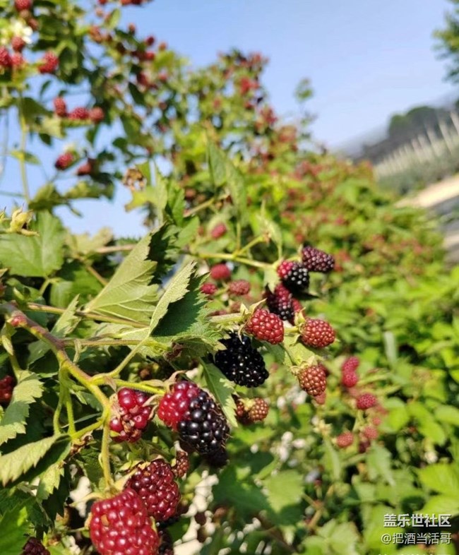 【記錄每一幀】采摘