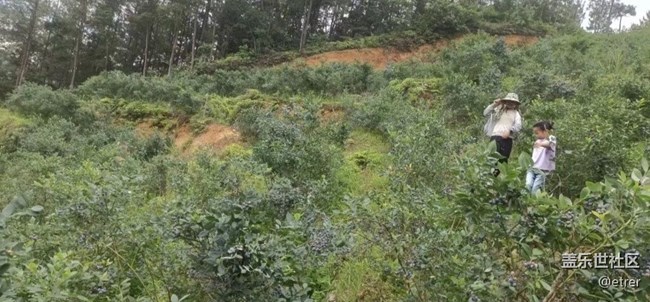 【去有風(fēng)的地方】摘藍(lán)莓