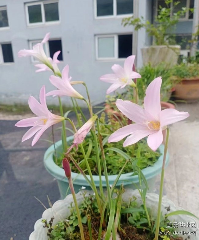 【去有風的地方】花又開