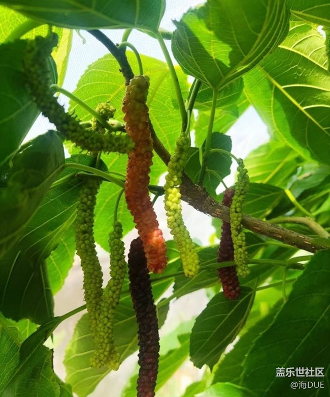 【記錄每一幀】果園