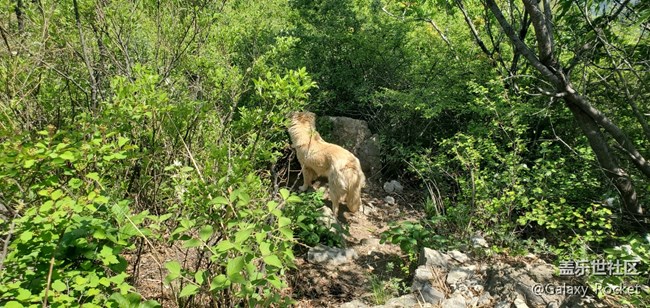 【捕捉初夏之美】初夏山野