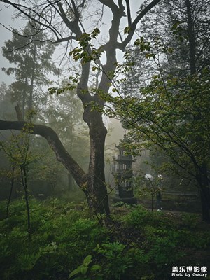 S24ultra眼中的綠色