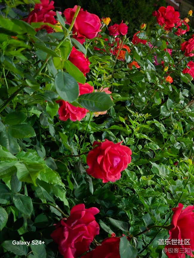 三星s24+夜景拍攝