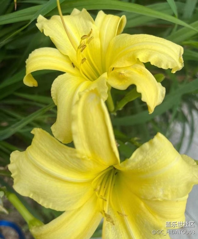 【初夏的顏色】美麗花兒