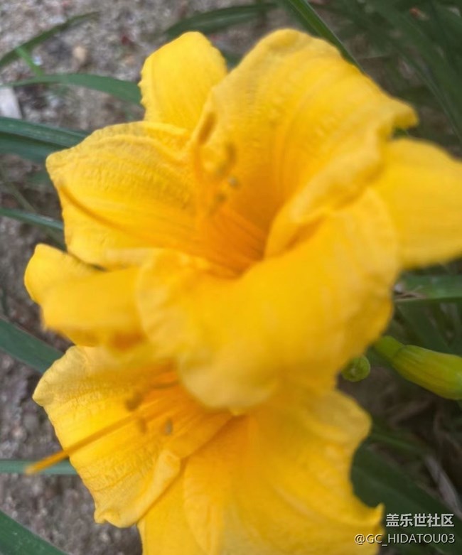 【初夏的顏色】美麗花兒