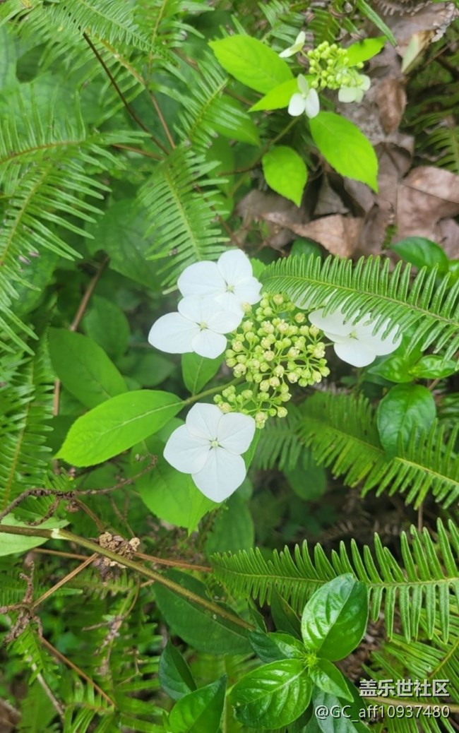 【捕捉初夏之美】綠色世界