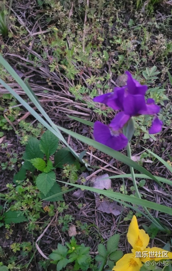 【初夏的顏色】三色花