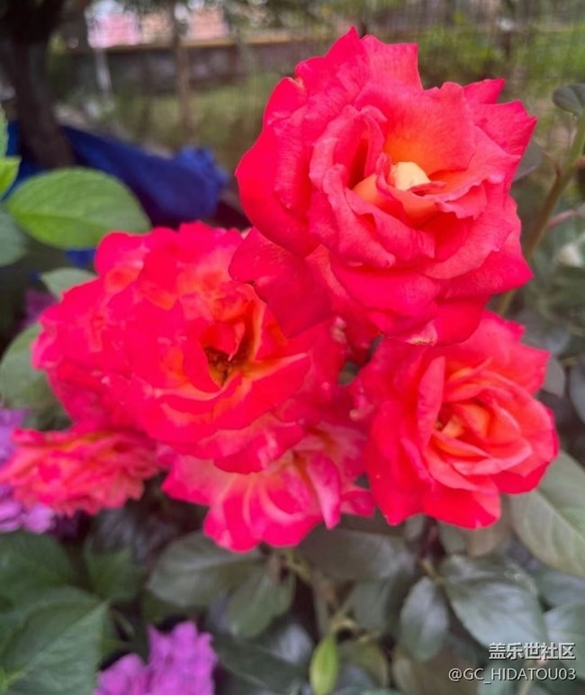 【初夏的顏色】美麗花兒