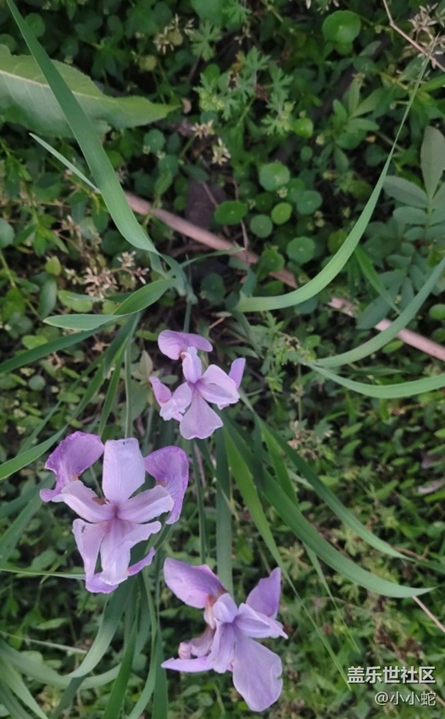 【初夏的顏色】三色花