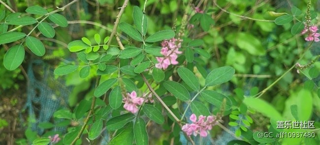 【捕捉初夏之美】綠色世界