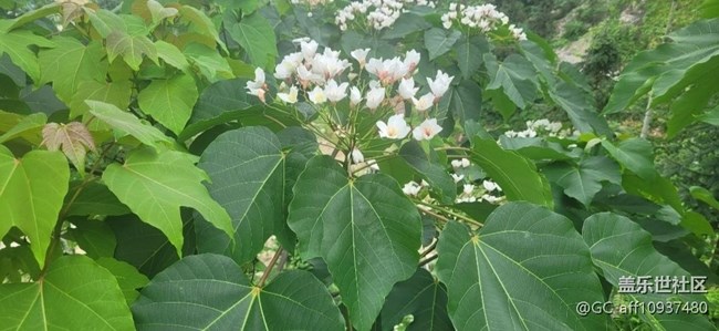 【捕捉初夏之美】綠色世界