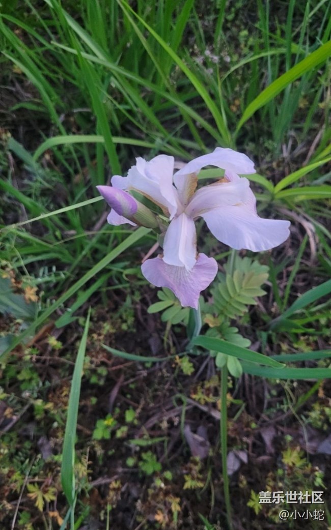 【初夏的顏色】三色花