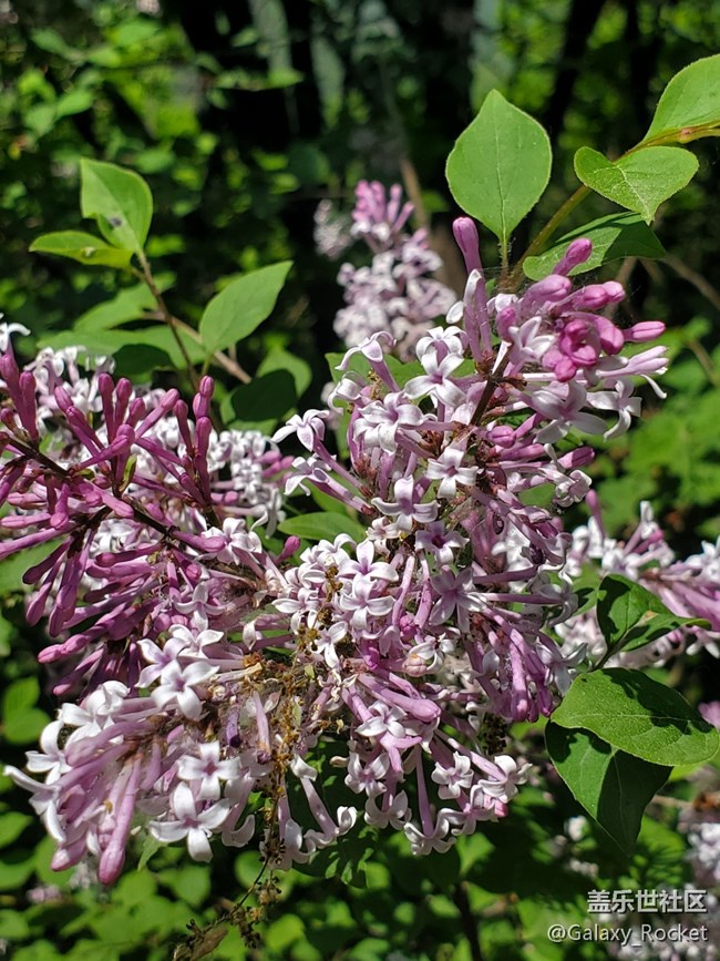 【捕捉初夏之美】初夏山野