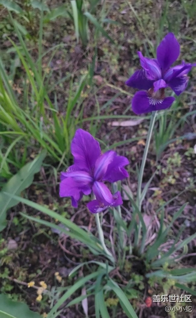 【初夏的顏色】三色花