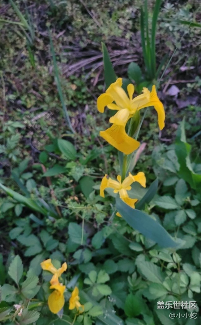 【初夏的顏色】三色花