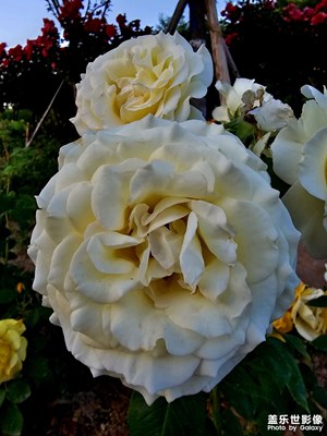 【春深夏淺】花開富貴