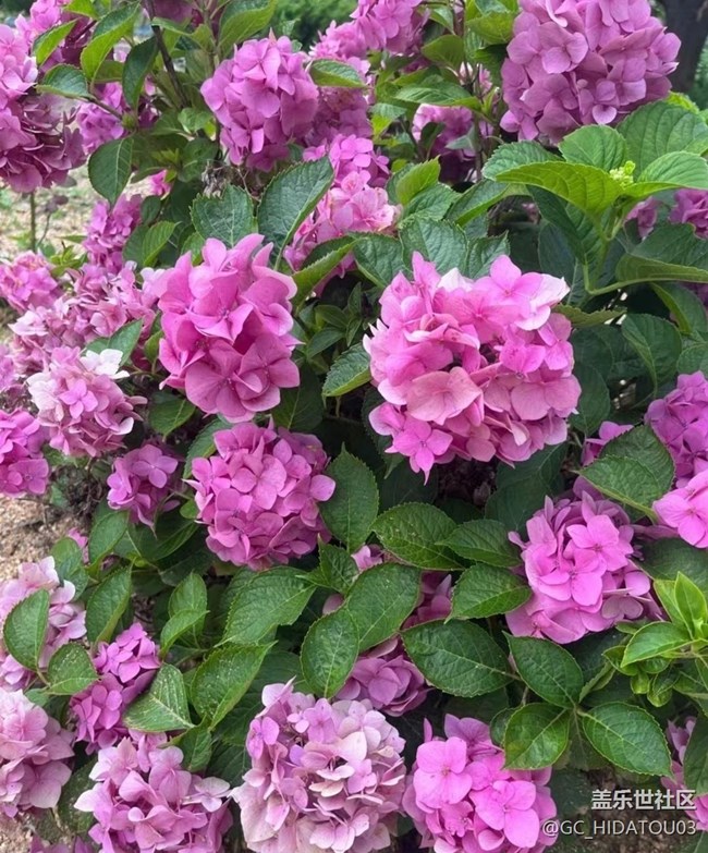 【初夏的顏色】美麗花兒